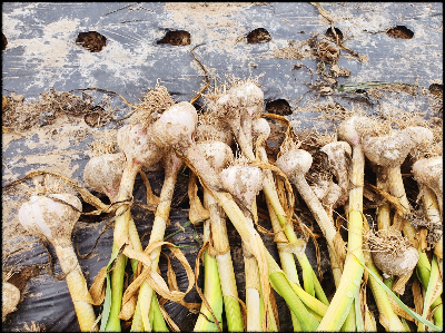 밭에 있는 홍산마늘