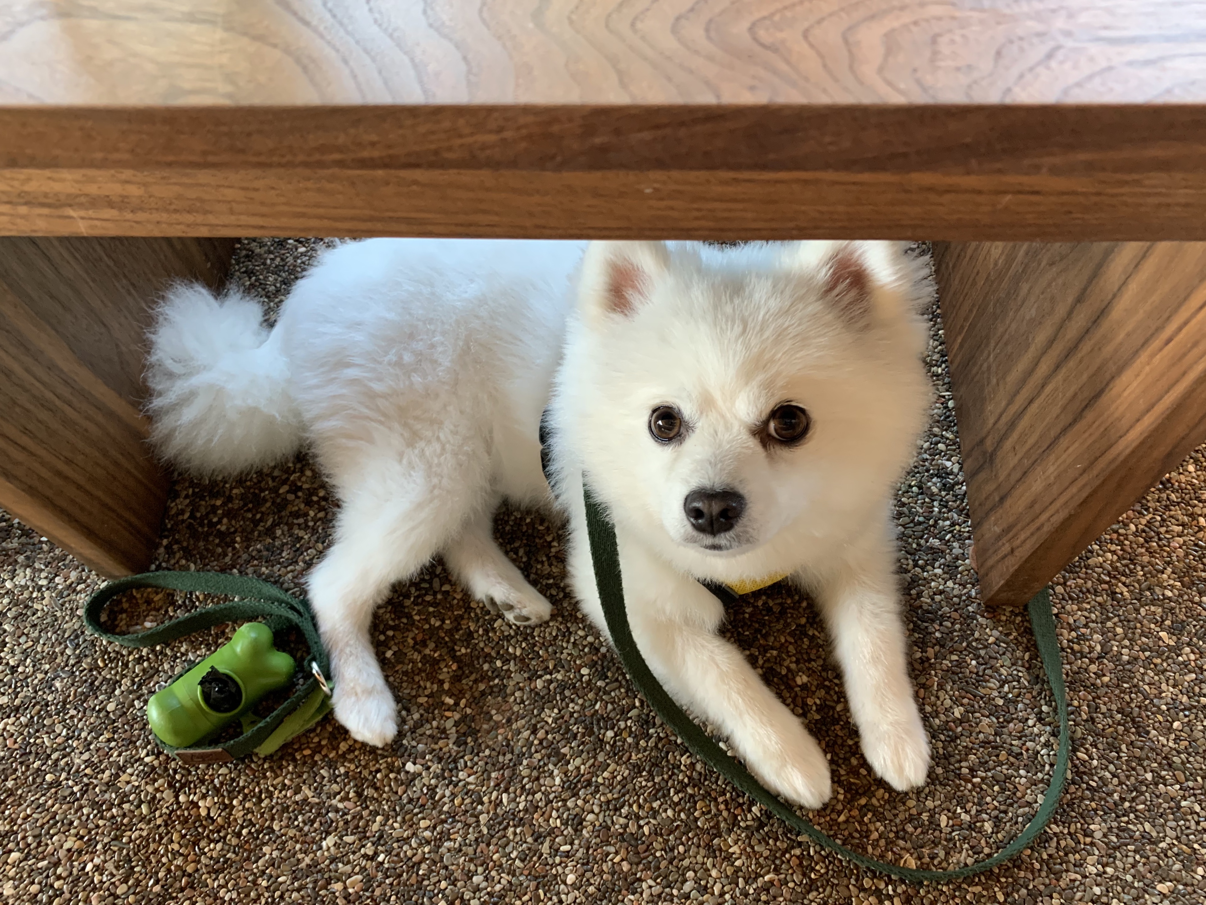 제주도 애견동반