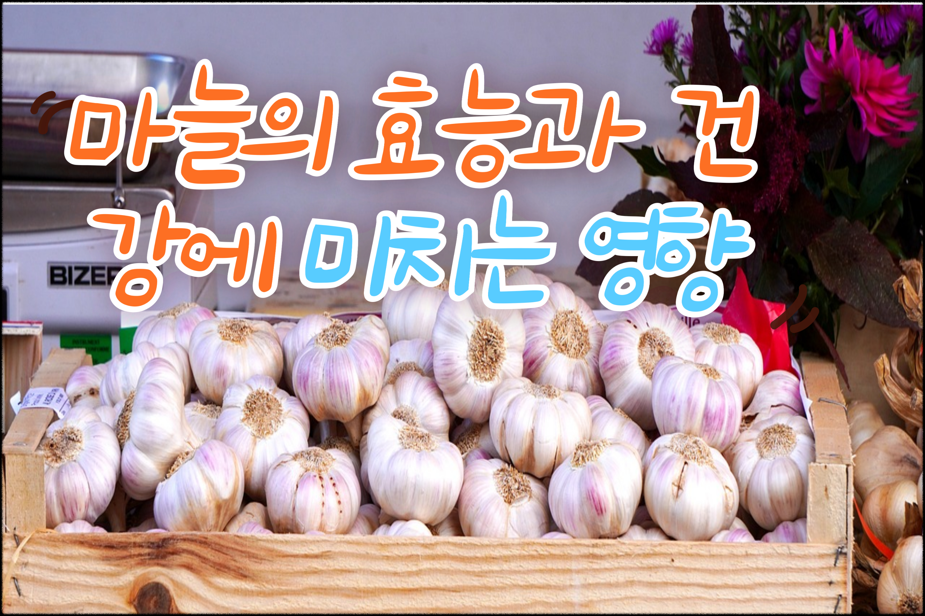 마늘의효능과건강