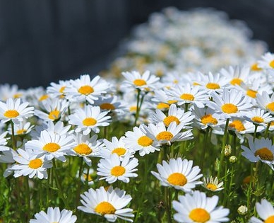 가을에 피는 꽃 토끼풀-들국화