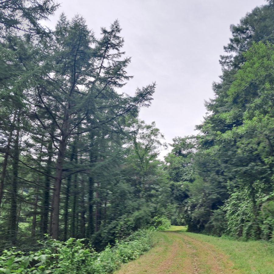 국립백운산자연휴양림