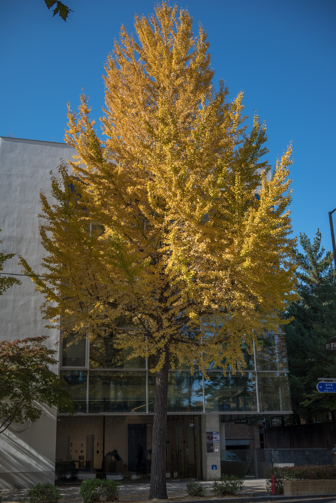 은행 단풍 맛집 경복궁 돌담길