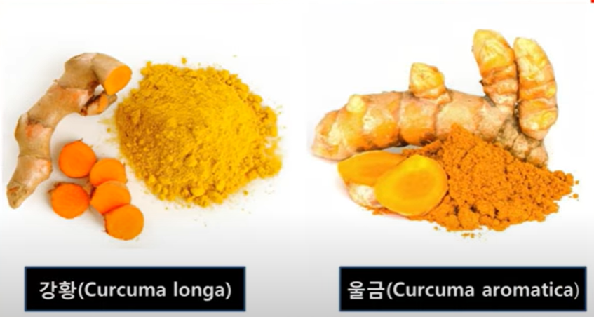 좌측 강황 뿌리와 가루 우측 울금 뿌리와 가루-사진