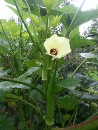 오크라 재배 파종 깊이 따뜻한 흙 물주기 요령_33