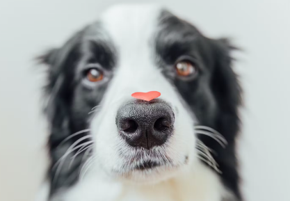 코에 하트를 얹는 개.