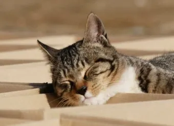 고양이 골골대는 이유, 골골송, 새끼고양이 골골송_30