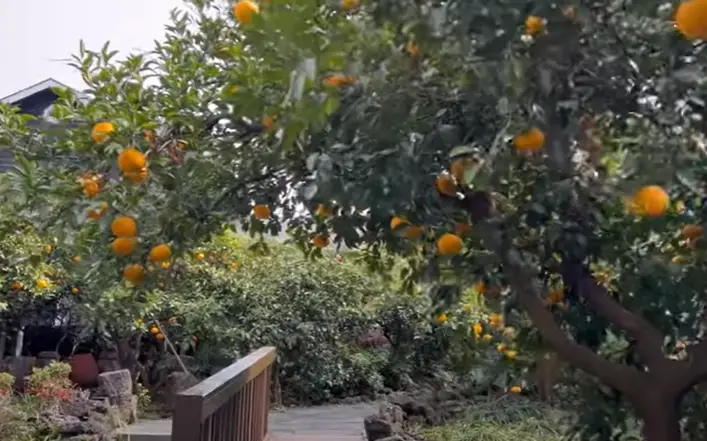 겨울방학 국내 여행지-
노란 귤이 주렁주렁 달린 나무들에 둘러싸인 나무길