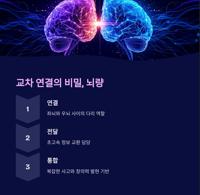 교차 연결의 비밀&amp;#44; 뇌량