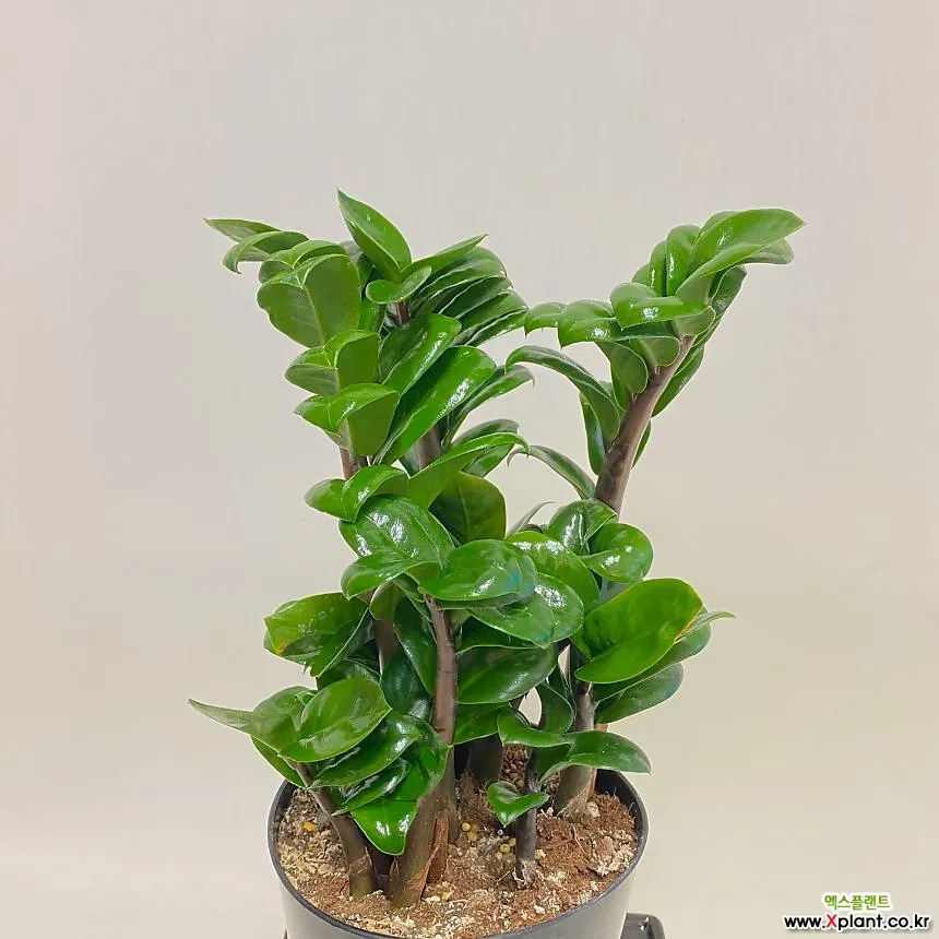 보석금전수 물주기 키우기 잎꽂이 꽃 노란잎 관리 재물운_2