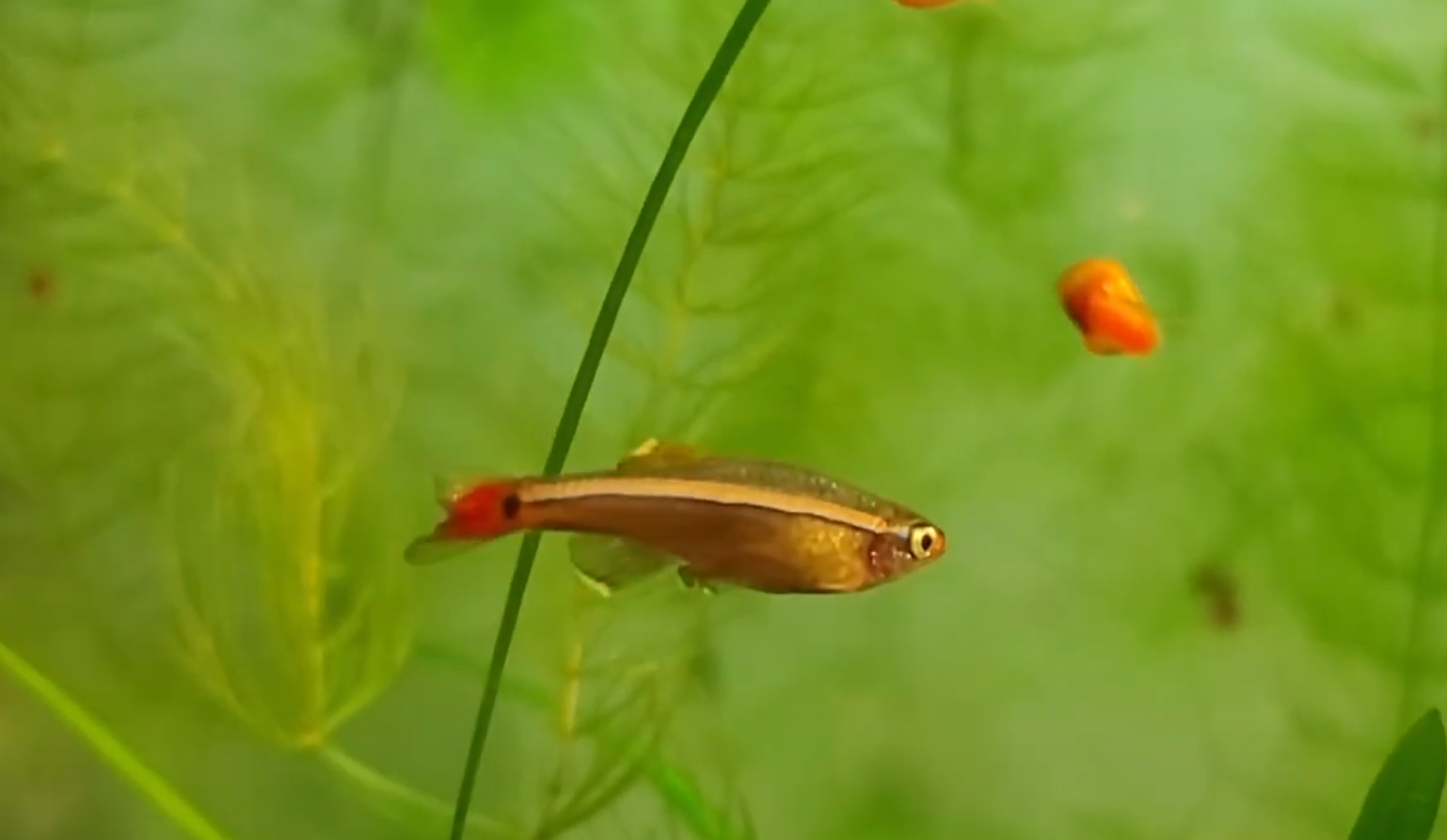 매력적인 관상어 - 백운산에 대해서