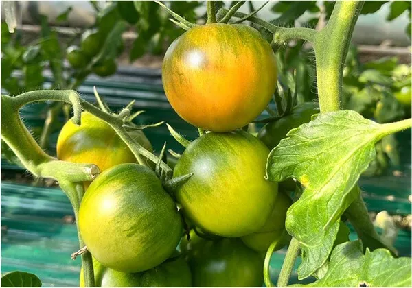 대저토마토 효능 부작용_8