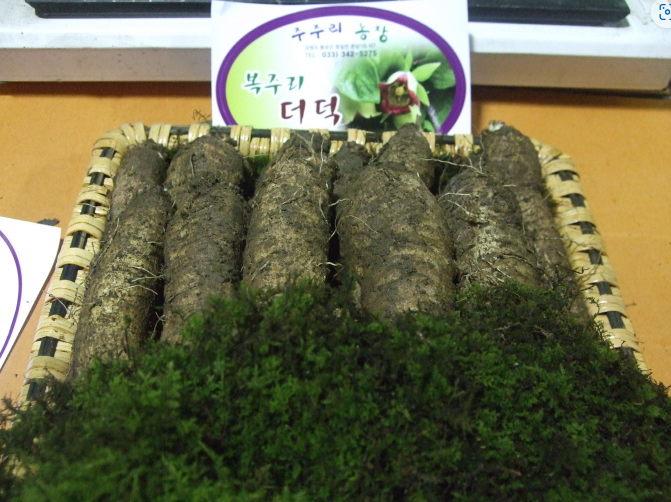 횡성 주주리농장 더덕