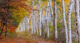 여름에 걷기 좋은 숲길 10