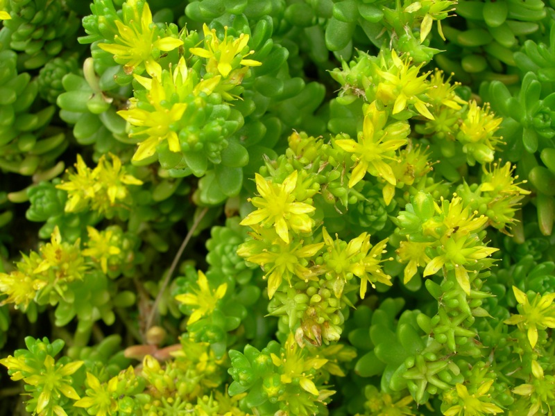 개화한 땅채송화, 출처: 경북대학교 울릉도 독도 연구소