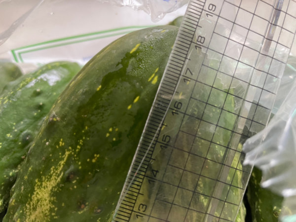 오이지용 오이 길이는 약 18cm