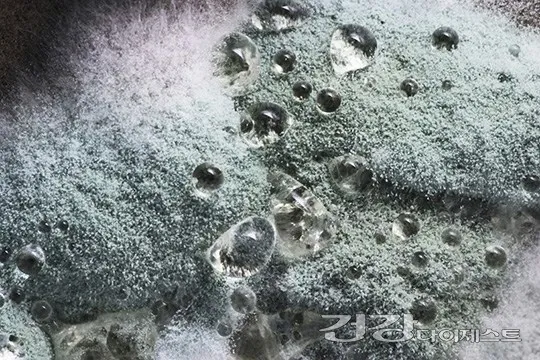 장마철 곰팡이 제거방법 꿀팁 정리 완벽 가이드_4