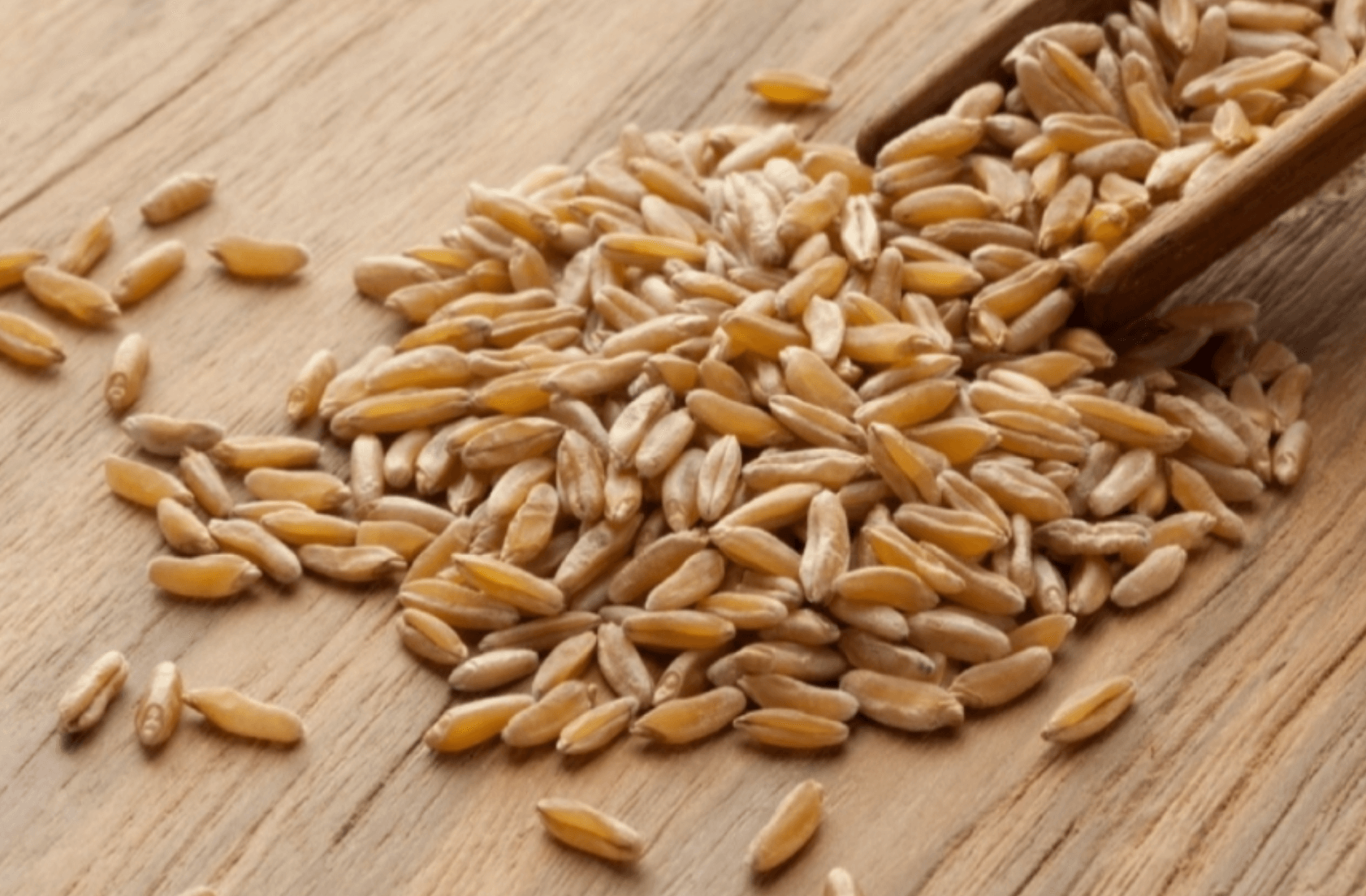 카무트 효소 효능