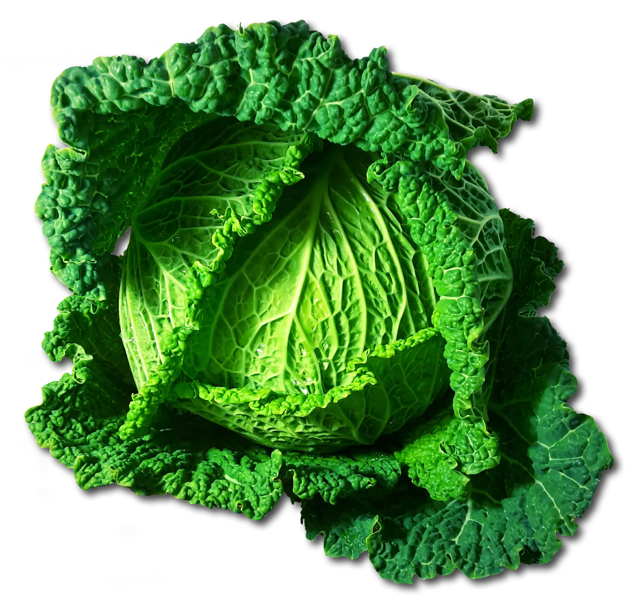 김장 절임 배추 20kg 황금 레시피