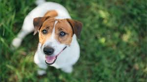 반려동물 의료서비스 지원 안내