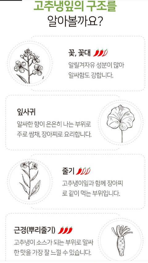 고추냉이잎-구조-철운-정가농원