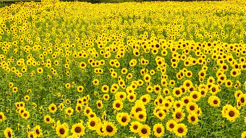 계절의 변화를 세분화한 24 절기 중 '대서' 이해하기