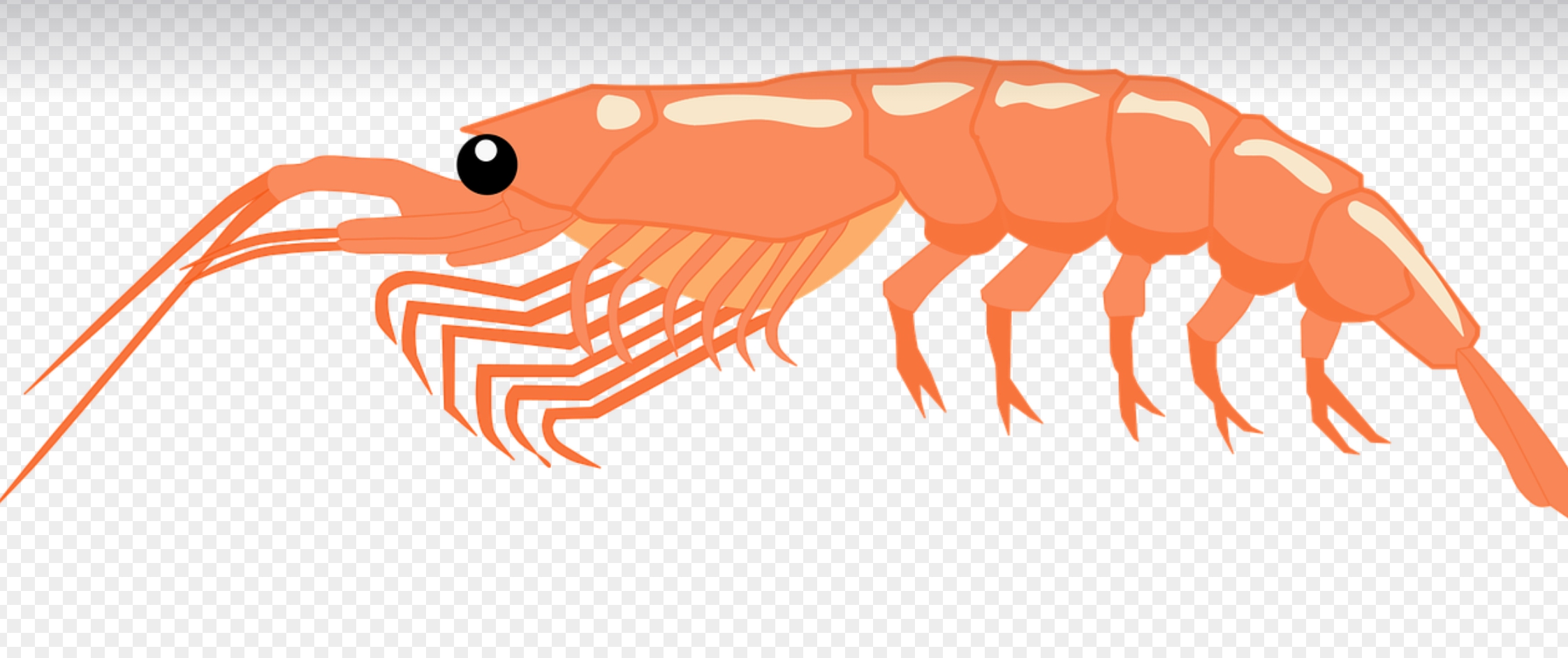 감기 예방에 좋은 음식 사진