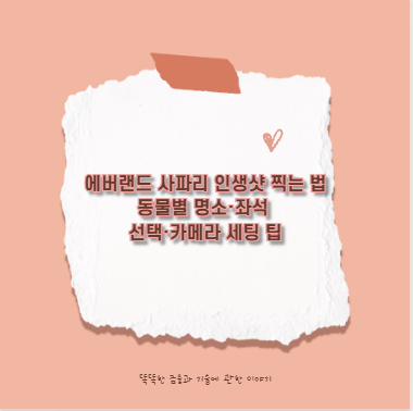 에버랜드 사파리 인생샷 찍는 법 동물별 명소·좌석 선택·카메라 세팅 팁