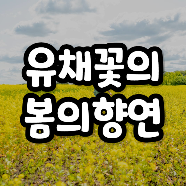 유채꽃