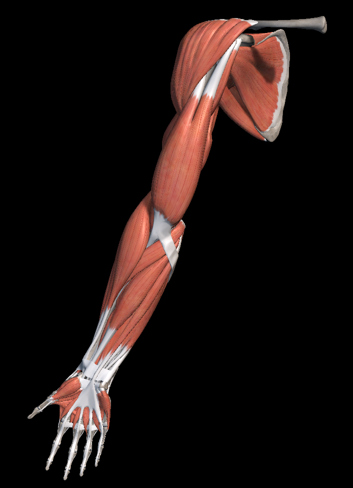 오십견 증상 원인 치료방법