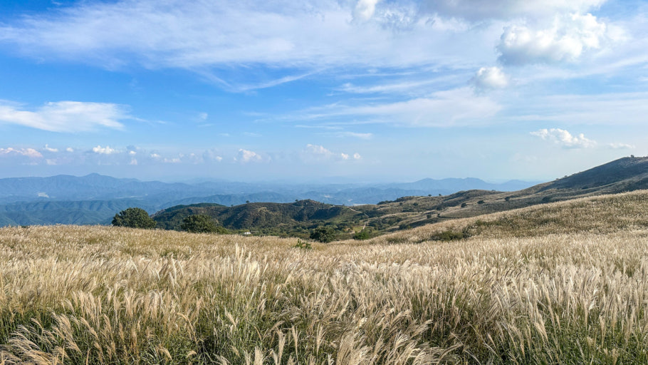 2025 은빛 물결 합천 황매산 억새축제 총정리 사진
