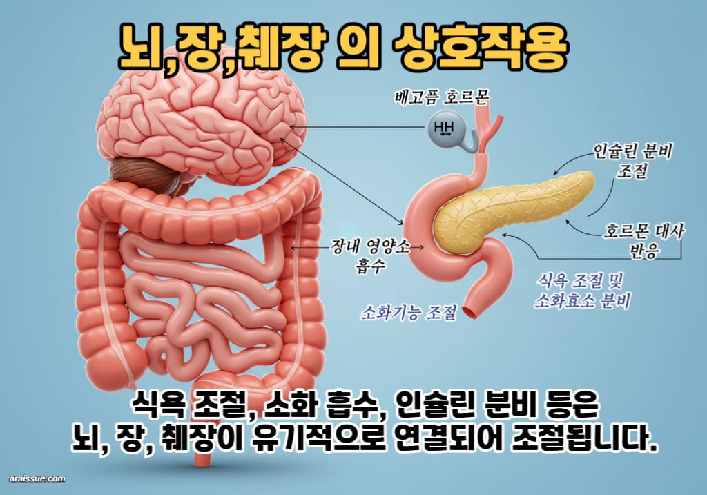 식욕 조절, 소화 흡수, 인슐린 분비 등은 뇌, 장, 췌장이 유기적으로 연결되어 조절됩니다.