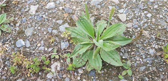 차전자피의 효능 핵심은 '이것'