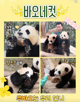 푸바오 마지막 배웅행사 보기