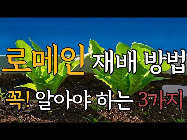 로메인 재배 재식 거리 통풍 확보 병해 줄이기_8