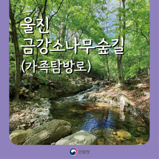 [명품숲길 50선] 울진 금강소나무 숲길 예약 방법과 탐방 가이드