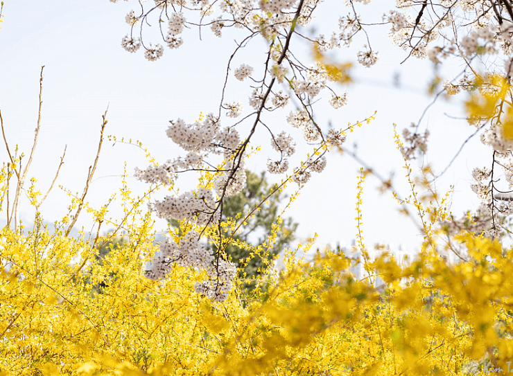 여의도벚꽃과개나리