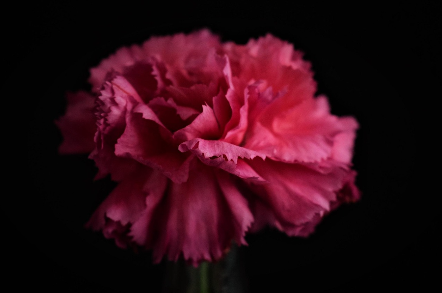 에틸렌 발생 억제