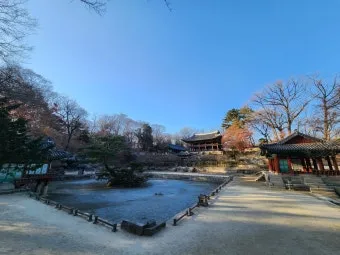 창덕궁 봄 꽃 개화 시기 근처 맛집 10선_10