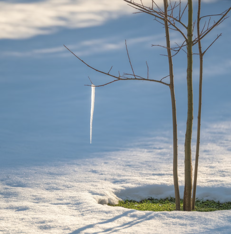 추운 겨울, 어린 나무를 위한 작은 배려