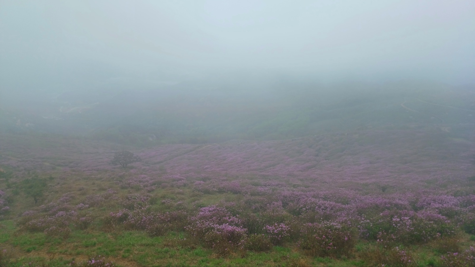 합천 황매산 철쭉31