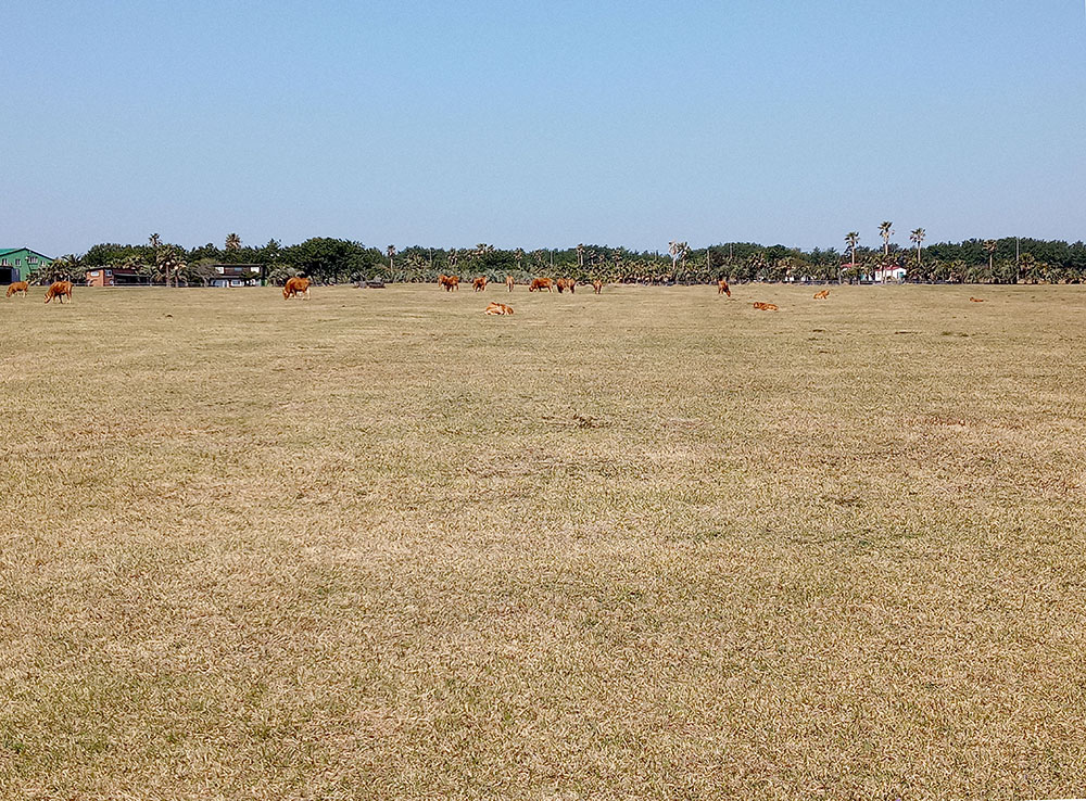 올레3B코스: 신풍신천 바다목장