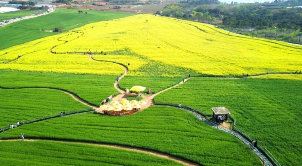 고창 청보리밭 축제 전경