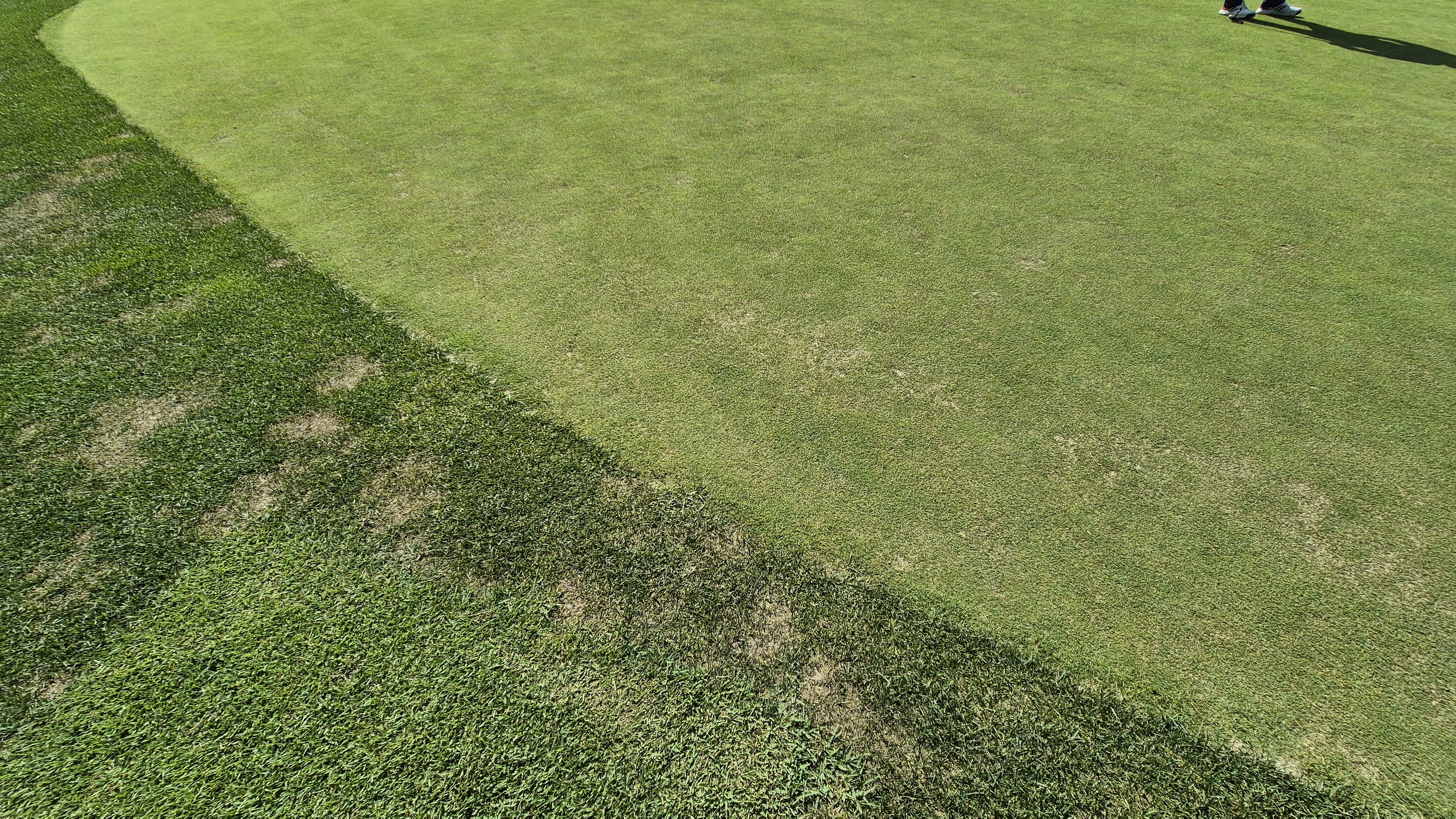 대영힐스cc 청-력 코스 라운드 후기