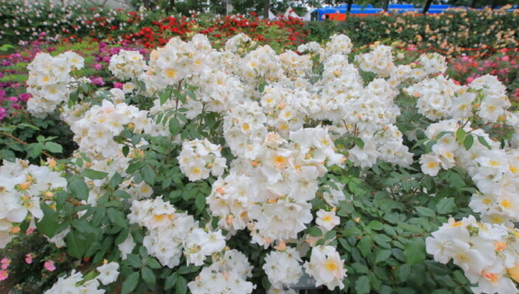 곡성 세계장미축제