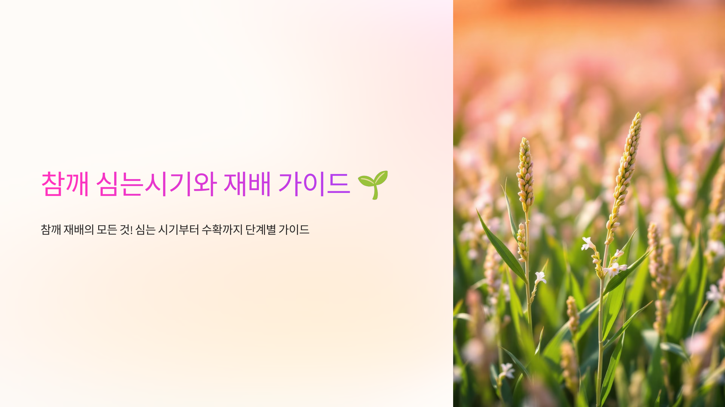 참깨 심는시기와 재배 가이드 🌱
