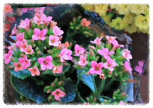 베란다에서 키우기 쉬운 식물 카랑코에 키우기