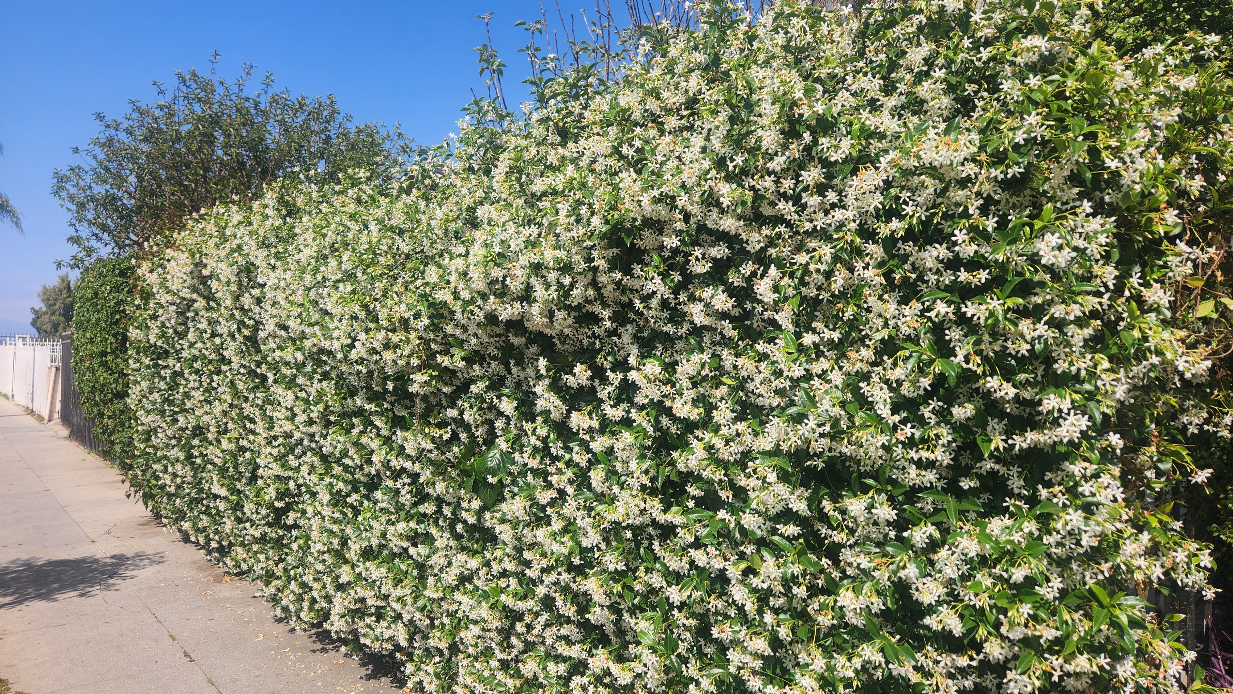 트위닝 스타 자스민 (Trachelospermum jasminoides)