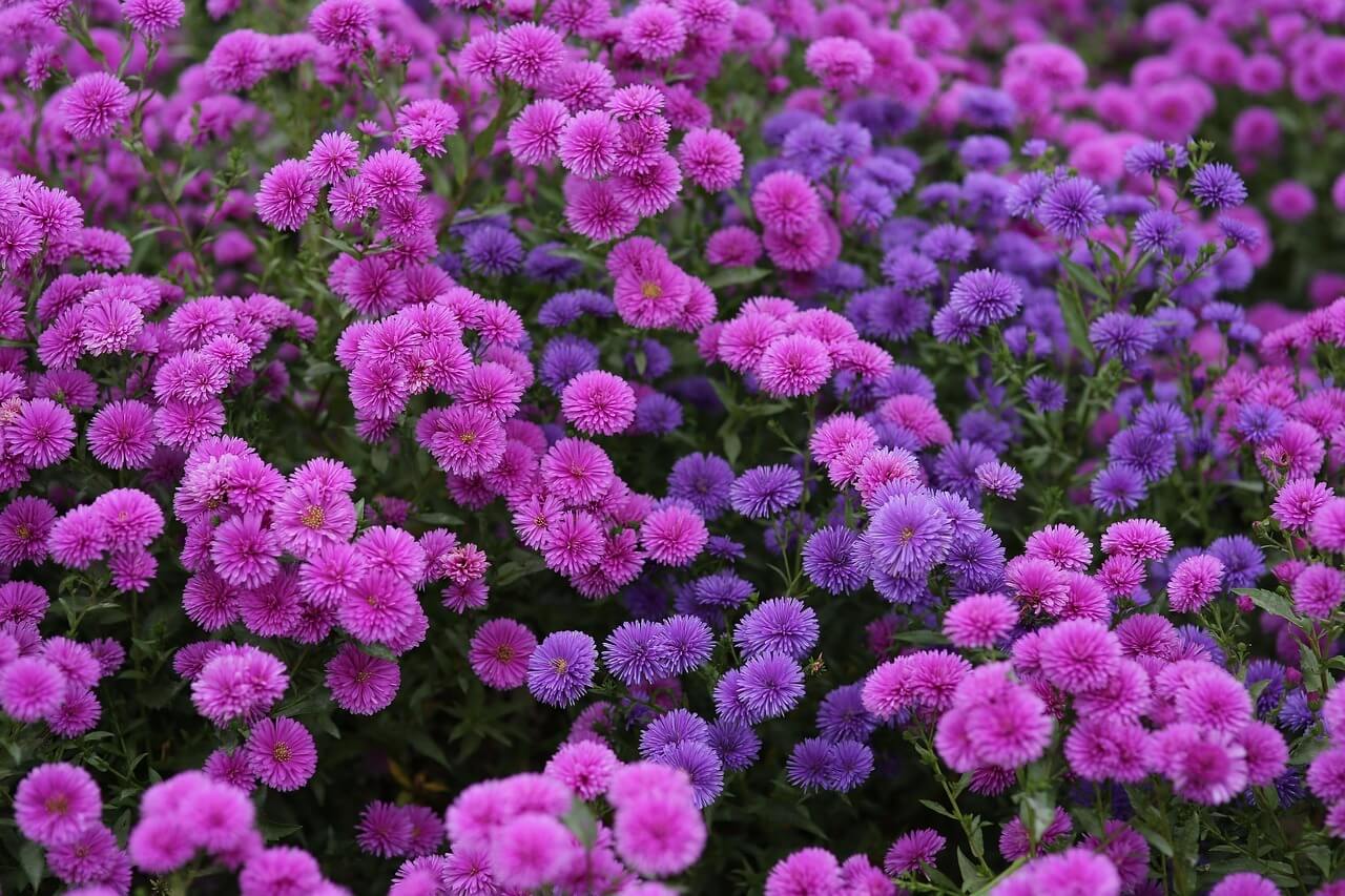 이천 호법 코스모스 꽃축제