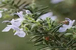 로즈마리