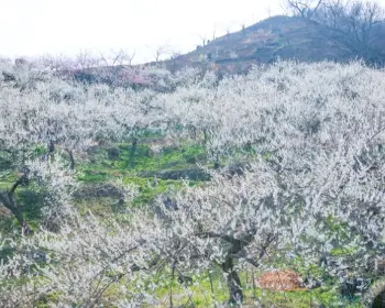 광양 매화축제_6